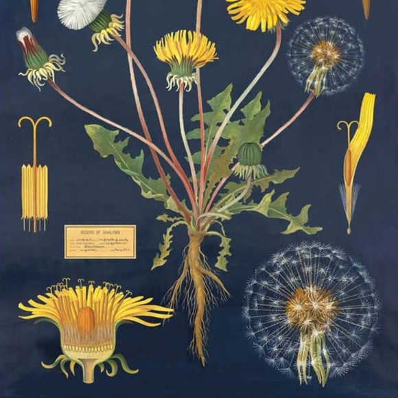 Cavallini & Co. Dandelion Vintage Image Chart, 20 x 28 inch - NWT - Picture 4 of 5